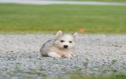 Gerberian Shepsky dogs for sale: Romeo - Image 10