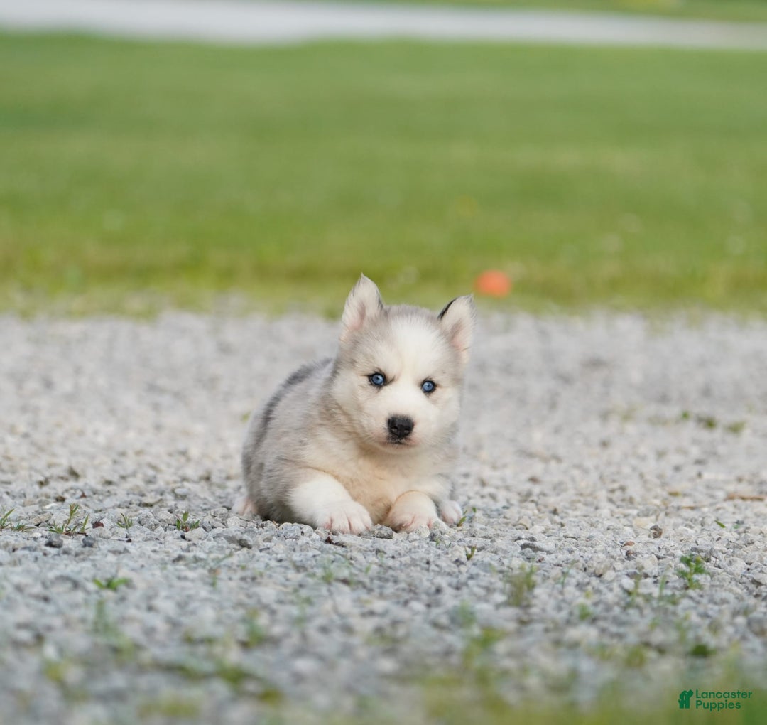 Gerberian Shepsky dogs for sale: Romeo - Image 10