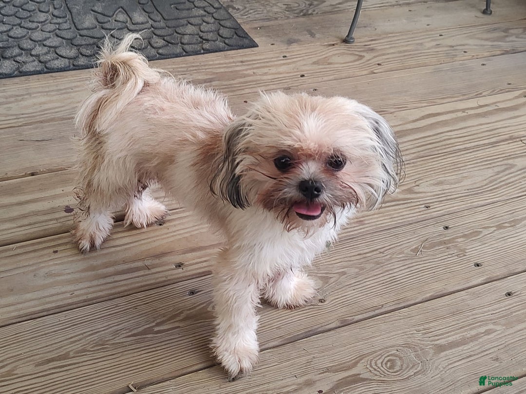 Shih Tzu dogs for sale: Junior - Image 4