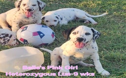 Dalmatian dogs for sale: Belles Pink Lua Girl - Image 3