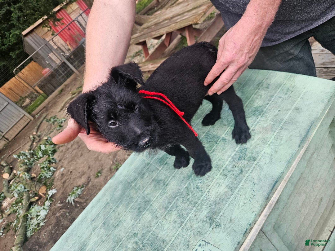 Belgian Malinois dogs for sale: Boy 1 - Image 3