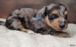 Shetland Sheepdog dogs for sale: Cosmos - Image 4