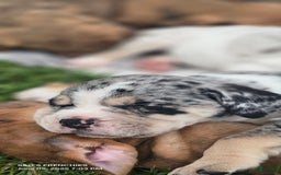 American Bully dogs for sale: Boss - Image 10