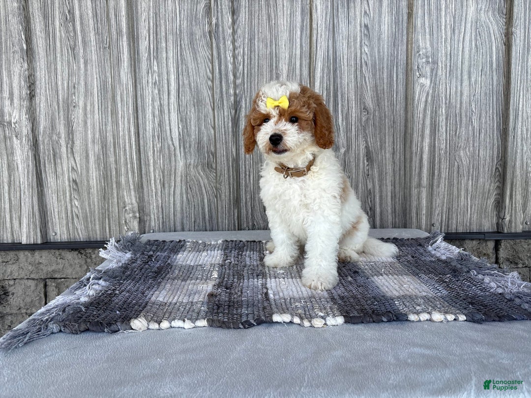 Mini Goldendoodle dogs for sale: Darla - Image 2