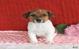 Jack Russell Terrier dogs for sale: Reese - Image 5