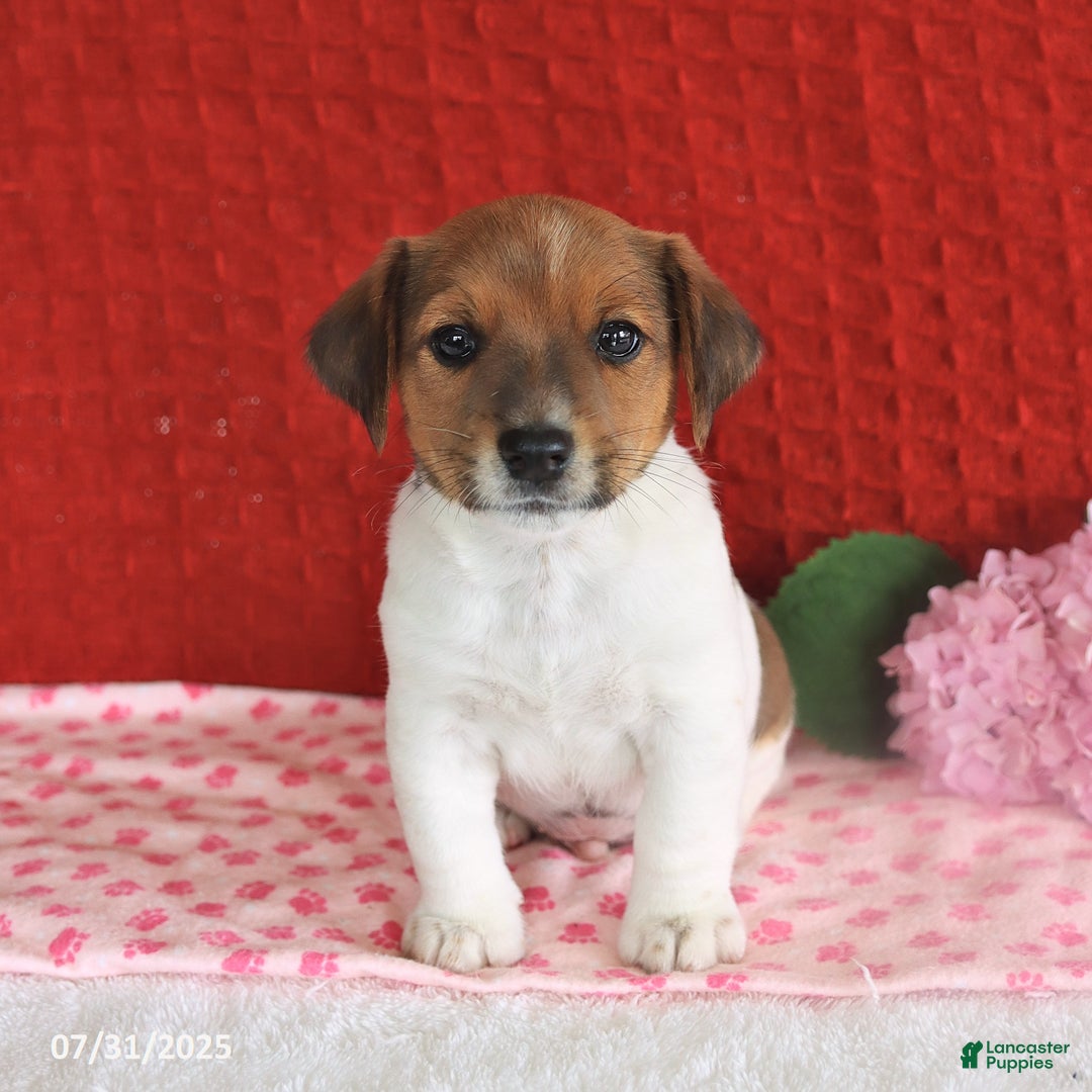 Jack Russell Terrier dogs for sale: Reese - Image 5