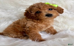 Cavapoo dogs for sale: Ivy - Image 2