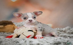 Chihuahua dogs for sale: Una - Image 3