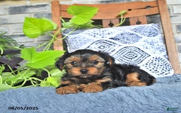 Yorkshire Terrier dogs for sale: Penny - Image 2