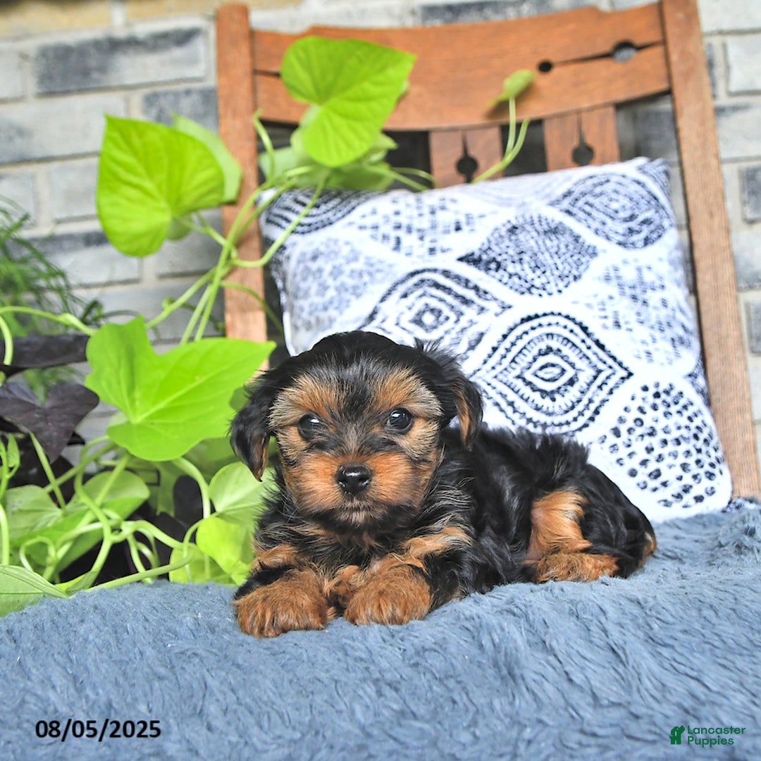 Yorkshire Terrier dogs for sale: Penny - Image 2
