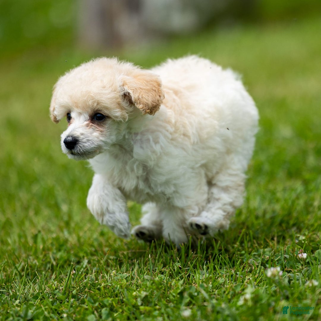 Toy Poodle dogs for sale: Oscar - Image 5