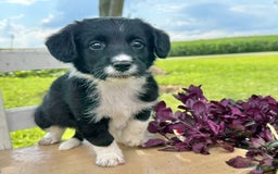 Welsh Corgi Pembroke dogs for sale: Welsh Corgi (Pembroke) 5 puppies - Image 17