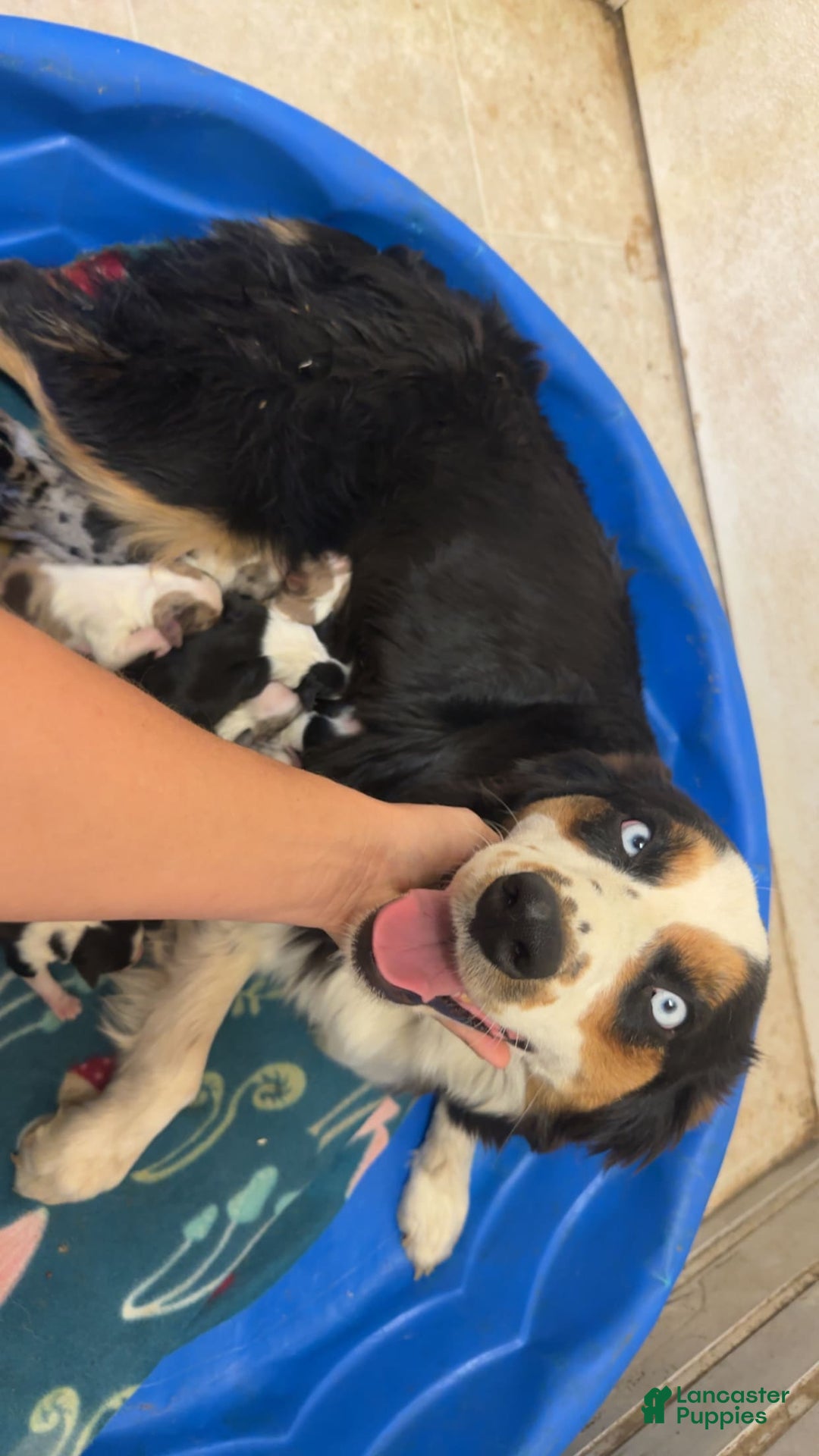 Australian Shepherd dogs for sale: Cal - Image 5