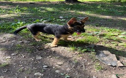 German Shepherd dogs for sale: Princess - Image 17