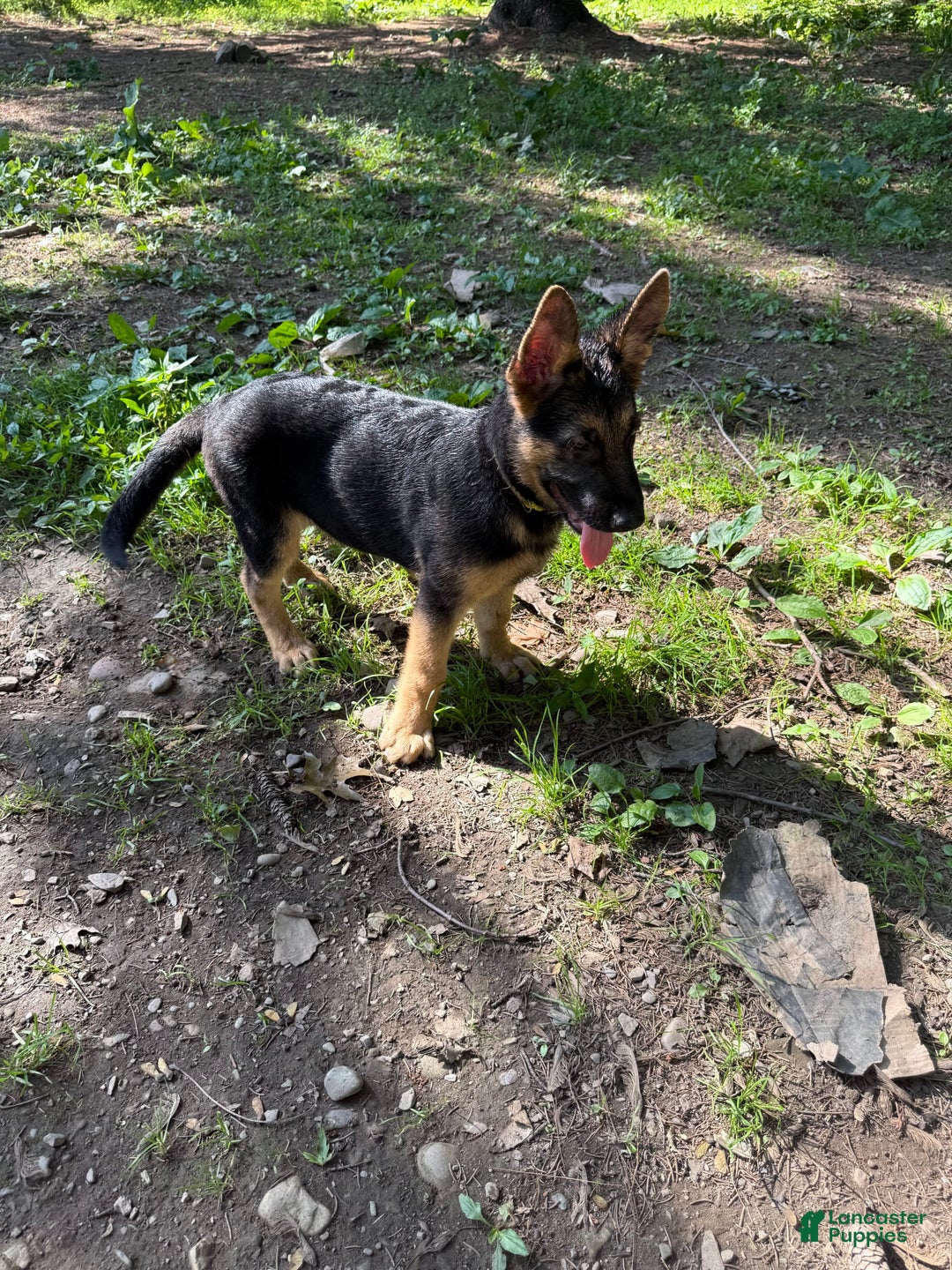German Shepherd dogs for sale: Princess - Image 17