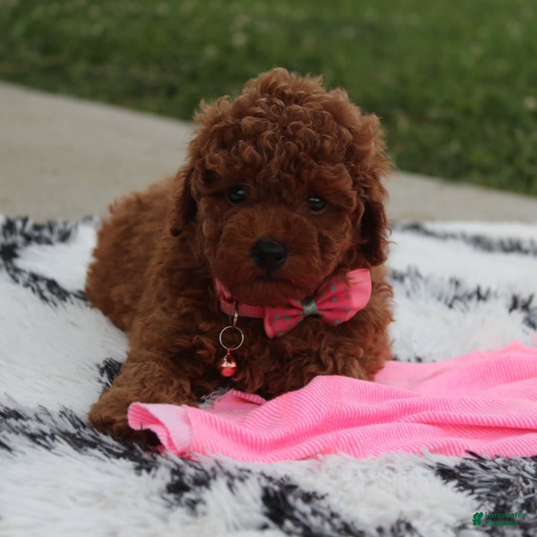 Toy Poodle dogs for sale: Haley - Image 1