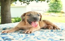 Cane Corso dogs for sale: Harley - Image 1