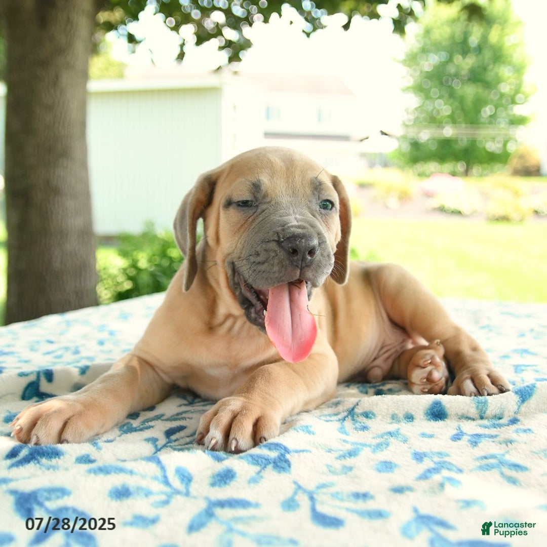 Cane Corso dogs for sale: Harley - Image 1
