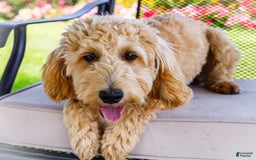 Goldendoodle dogs for sale: Charlotte - Image 1