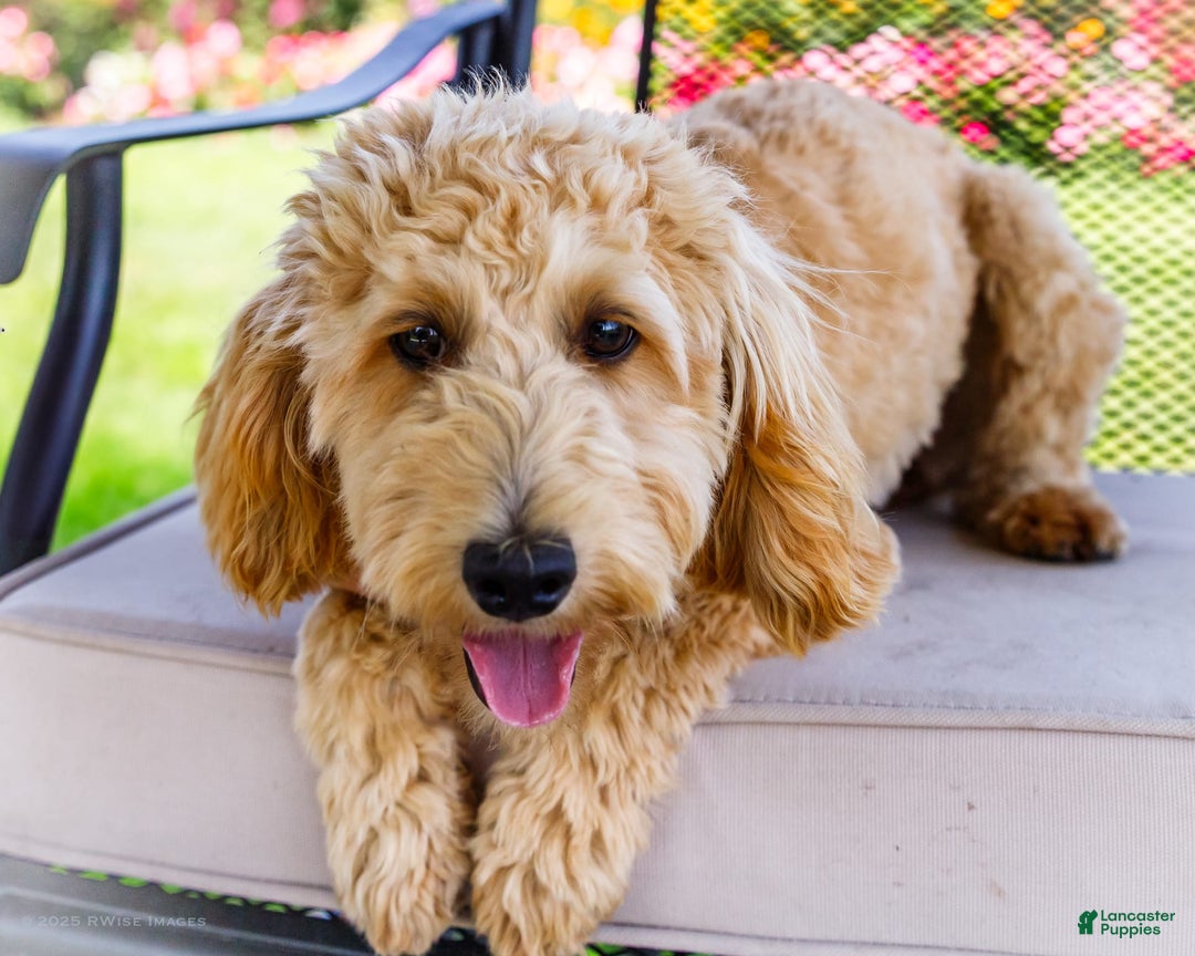 Goldendoodle dogs for sale: Charlotte - Image 1