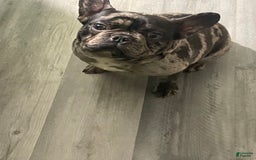 French Bulldog dogs for sale: Draco - Image 2