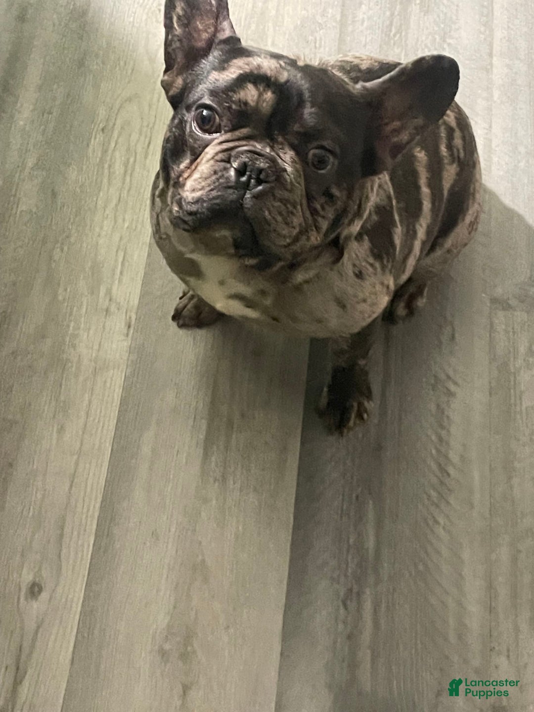 French Bulldog dogs for sale: Draco - Image 2