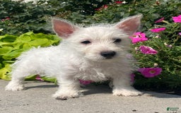 West Highland Terrier dogs for sale: Wanda - Image 8