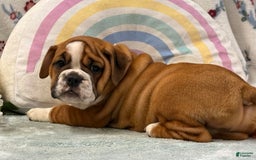 English Bulldog dogs for sale: Mabel 6601 - Image 4