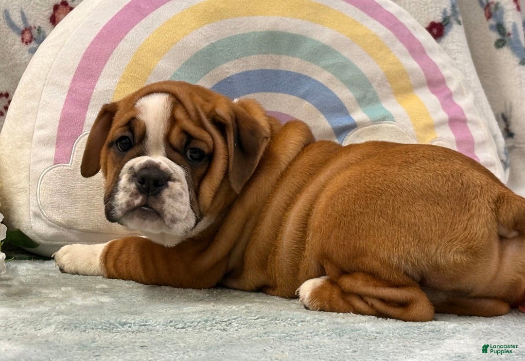 English Bulldog dogs for sale: Mabel 6601 - Image 4
