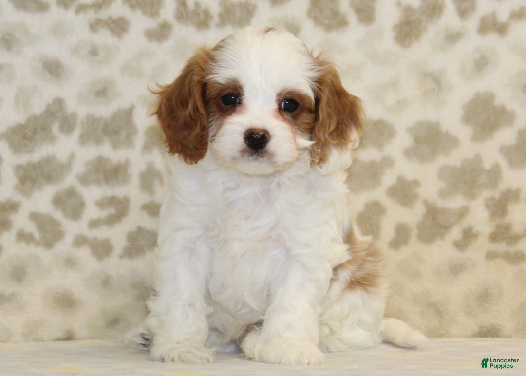 Cavapoo dogs for sale: Skip - Image 2