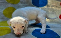 Border Collie dogs for sale: Hissy - Image 24