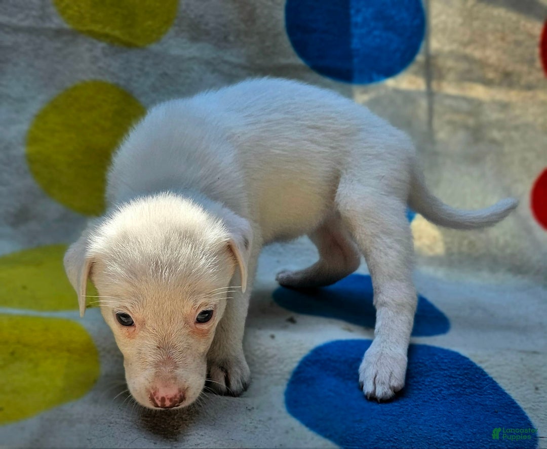 Border Collie dogs for sale: Hissy - Image 24