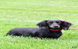 Miniature Dachshund dogs for sale: Joey - Image 10