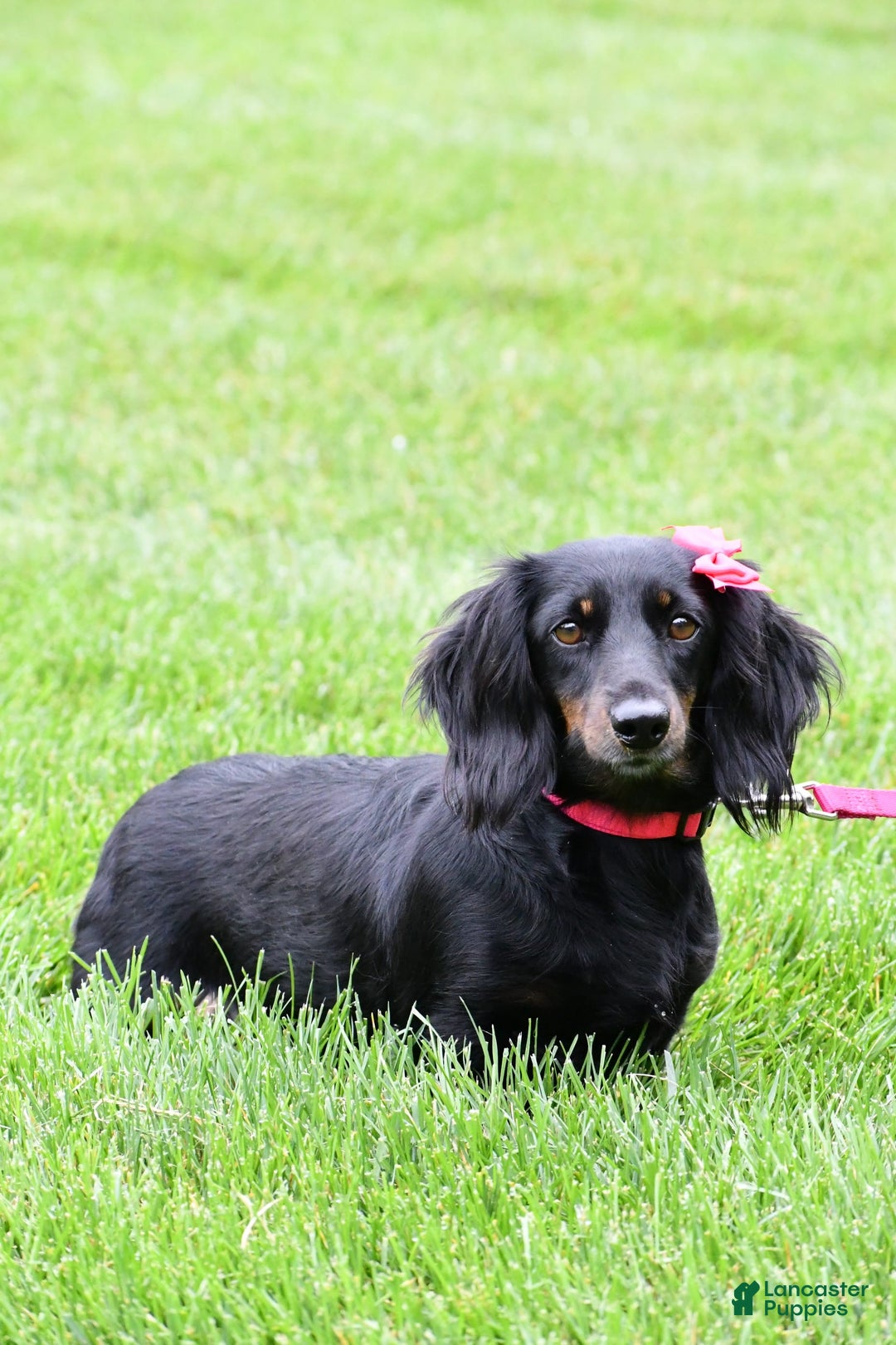 Miniature Dachshund dogs for sale: Joey - Image 10