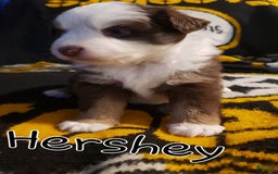 Miniature Australian Shepherd dogs for sale: Hershey - Image 1