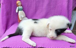 Border Collie dogs for sale: Bambi - Image 11