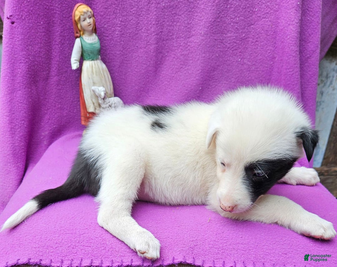 Border Collie dogs for sale: Bambi - Image 11