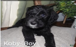 Labradoodle dogs for sale: Koby - Image 1