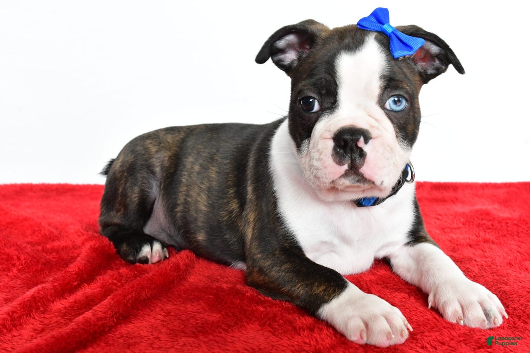 Frenchton dogs for sale: Boomer - Image 1