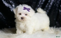 Maltese dogs for sale: Mila - Image 4