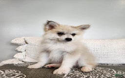 Pomsky dogs for sale: Blizzard - Image 1