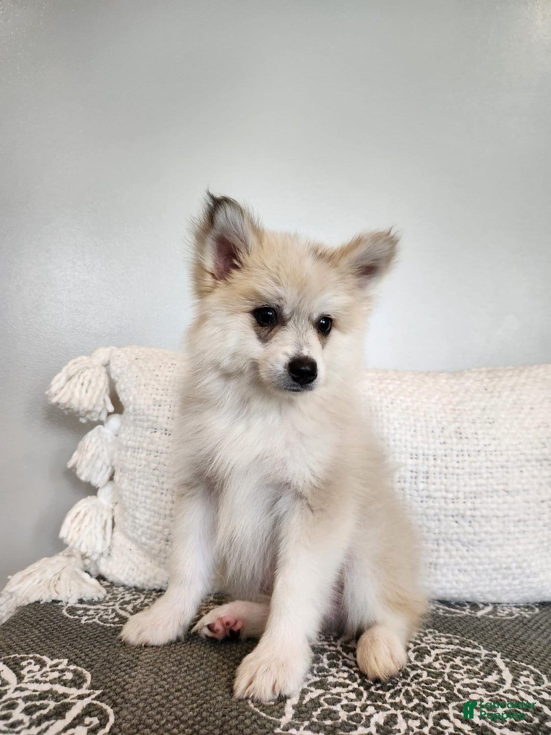 Pomsky dogs for sale: Blizzard - Image 1