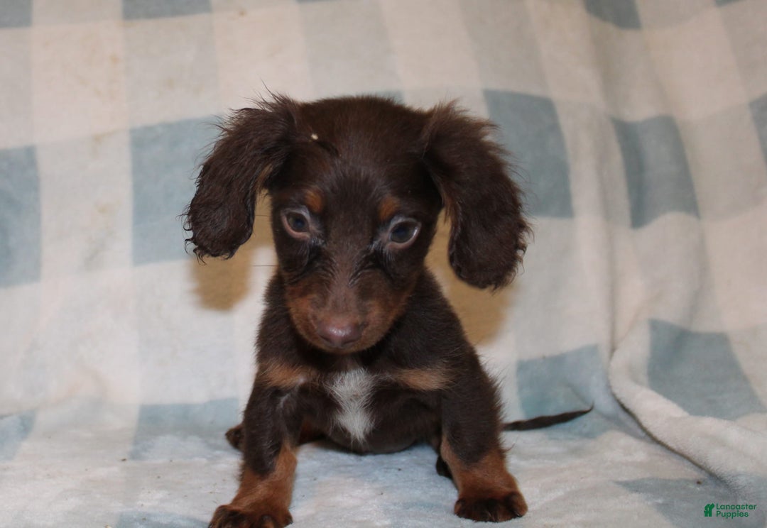 Dachshund dogs for sale: Austin Mini - Image 22