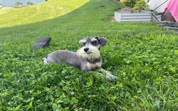 Miniature Schnauzer dogs for sale: Tillie - Image 3