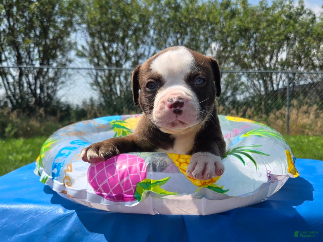 American Bulldog dogs for sale: Harry - Image 6