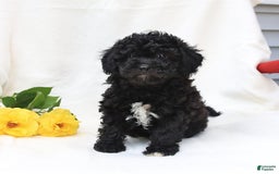 Havapoo dogs for sale: Lucky - Image 4