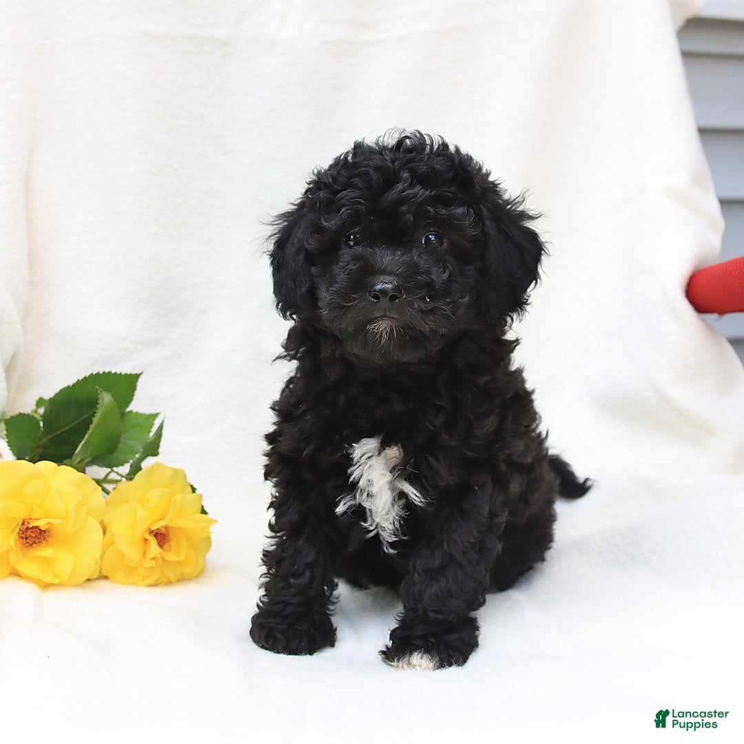 Havapoo dogs for sale: Lucky - Image 4