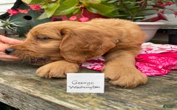 Goldendoodle dogs for sale: Washington - Image 4