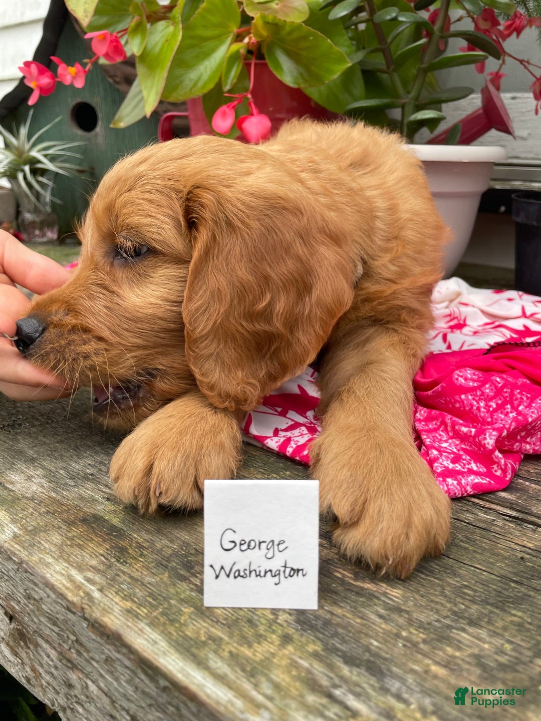 Goldendoodle dogs for sale: Washington - Image 4