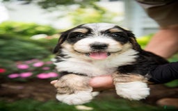 Bernedoodle dogs for sale: Rebel - Image 23